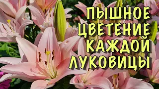 Мои лилии ВСЕГДА ПЫШНО ЦВЕТУТ! Хотите ТАК ЖЕ? Делюсь СЕКРЕТАМИ посадки и выращивания