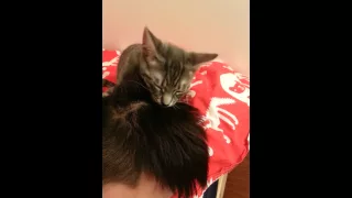 Grooming my human