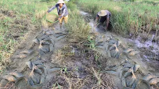 Amazing Fishing! Two Man Catching A lot Of Fish, Crab, And Snail At Rice Field By Hand In Dry Season