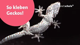 Wie können Geckos an der Scheibe hängen? | frage-trifft-antwort.de | Planet Schule