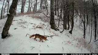 Fotopasca Rajecká dolina Apríl 2024 Cameratrap