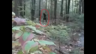 Bartlett Bigfoot Captured on Video in New Hampshire