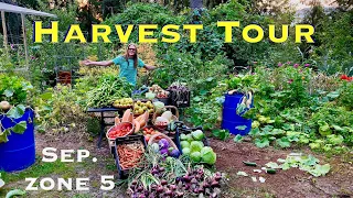 The Little Grand Permaculture Harvest Tour with Growing Tips and Ideas