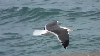 Клуша   Larus fuscus