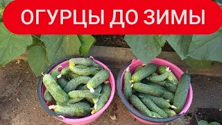 Посадите огурцы в июне. Для осени