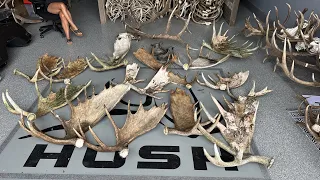 ALASKA MOOSE ANTLERS