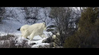 Last Remaining Wyoming Mountain Goats-Wildlife Photography-Jackson Hole/Grand Teton Park/Yellowstone