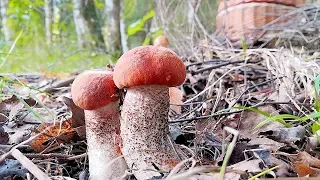 Грибное место | за грибами в новый лес | Грибы 2019 дальнее Подмосковье