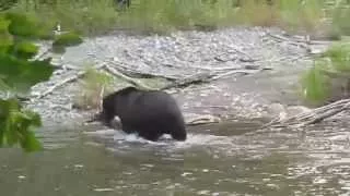 Male Grizzly eating Salmon