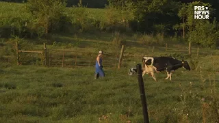 Hard times hit Virginia’s dairy industry