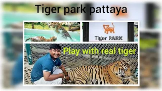 Tiger Park Pattaya (Thailand) walk through || Play with Real Tigers ||🤩 #pattayatour #govindkakot