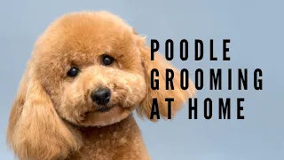 Poodle Grooming at Home - The Ultimate Guide to a Fluffy and Shiny Coat