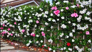 Wall of Mandevilla (Vine)