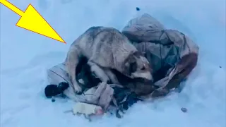 Мужчина наткнулся на собаку, брошенную в снегу. Когда он решил ей помочь, произошло нечто необычное