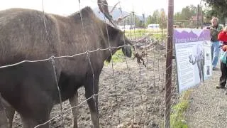 Moose in velvet in Alaska