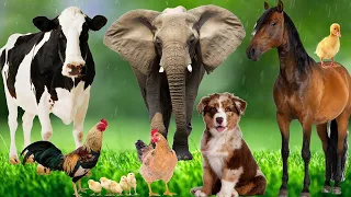 Wild Animal Sounds In Nature: Elephant, Rooster, Cow, Horse, Dog, Hen, Duck,... | Animal Moments