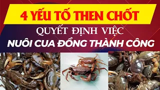 4 yếu tố quan trọng các hộ nuôi cua đồng cần chú ý/Kỹ thuật nuôi cua đồng