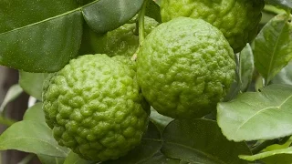 How to grow Kaffir Lime (Citrus hystrix)
