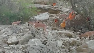 Hingol National Park Ibex