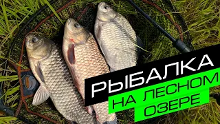 ЛОВЛЯ КАРПА НА ФИДЕР / ОГРОМНЫЕ КАРАСИ / FROS FISHING