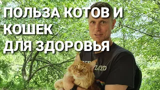 Польза котов для здоровья. Научно обоснованные факты.