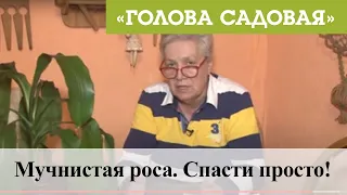 Голова садовая - Мучнистая роса. Спасти просто!