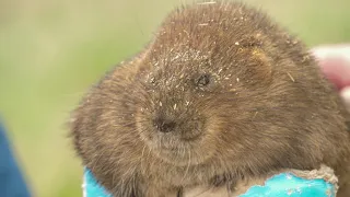 Bringing back water voles to the Lake District - summer 2023