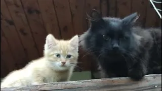 Чернуха и Рыжик умные коты 😻 smart cats