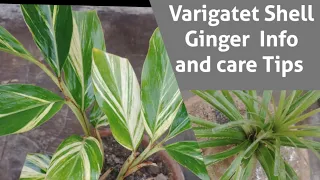 Variegated Shell Ginger Care Tips | Beautiful Permanent Plant #beautiful #shellginger