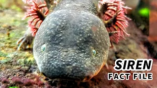 Siren Facts: the SIREN SALAMANDER | Animal Fact Files