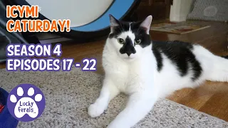 ICYMI Caturday! * Lucky Ferals S4 Episodes 17 - 22 * Cat Family Vlog