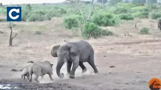 Слон и носорог подрались в национальном парке Крюгера