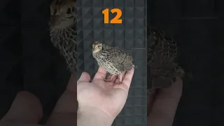 Baby Quail 1 to 22 Day Growth Stages