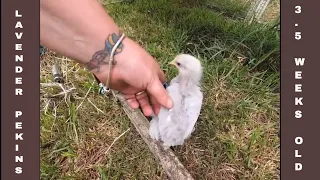 🎬 34 -#Lavender Pekin Bantams , Chick progress Update