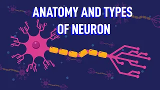 How Does The Structure of Neurons Enable Your Reflexes?