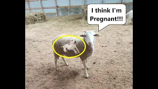 Are my sheep pregnant? Easy ways to tell