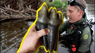 Found ICE AGE MAMMOTH fossils while diving in Florida River full of gators 🐊