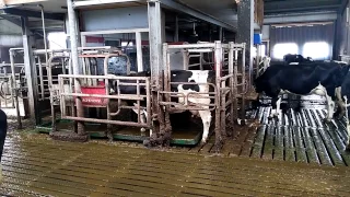 Robots on a Dutch dairy farm