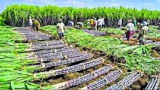 Как выращивают и собирают миллиарды тонн САХАРНОГО ТРОСТНИКА / Производство САХАРА  | Noal Farm