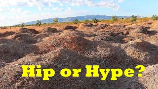 5 Reasons You NEED Woodchips | Regenerating Desert Land