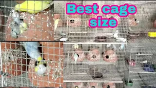 Perfect cage size for four pair Budgies parrot.