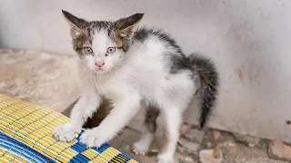 The Orphaned Kitten is Scared and Hisses to Protect Himself. (angry kitten -Angry cat ) Lucky Paws