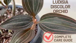 How to Care for Ludisia Discolor Orchid? A Complete Guide for Jewel Orchid