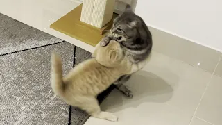 Kitten Bullies Cat
