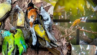 Hunting- Shoot birds eat fruit.#birds #hunting