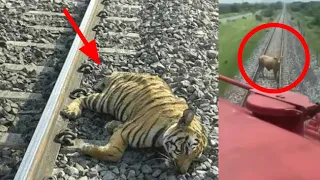 Train Hit Animals || Animal Hits by Train || So Sad 😢