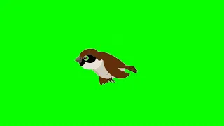 Green screen cartoon shorts 🌴 animated vedios 🌱 sparrow clips 🌲 pose 🌿 @muazim305