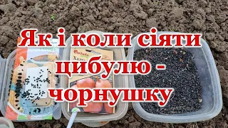 Як і коли сіяти цибулю - чорнушку? Важливі моменти перед сівбою