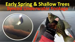 Underwater: See HOW Early Spring Crappie Bites the Jig