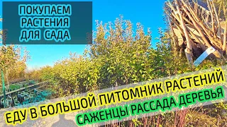 Едем в питомник растений. Саженцы, рассада и деревья. Покупка плодовых деревьев. Большой выбор.